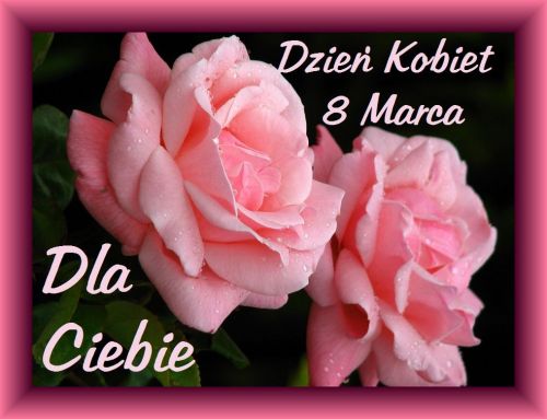 Dwie piękne różowe róże na dzień kobiet